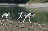 DOGUE ALLEMAND 121
